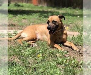 Black Mouth Cur Dogs for adoption in San Antonio, TX, USA