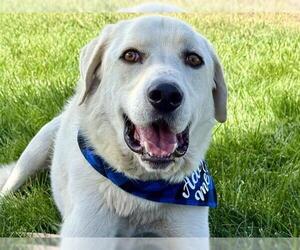 Great Pyrenees-Unknown Mix Dogs for adoption in Pueblo, CO, USA