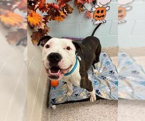 American Pit Bull Terrier Dogs for adoption in Brighton, CO, USA