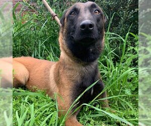Mutt Dogs for adoption in Stevens Point, WI, USA