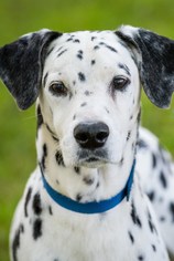 Dalmatian Dogs for adoption in Miami, FL, USA