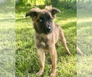 Australian Shepherd-Unknown Mix Dogs for adoption in Omaha, NE, USA