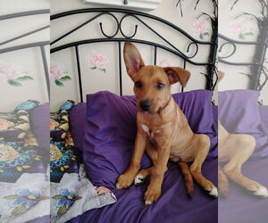 Mutt Dogs for adoption in Woodland, CA, USA