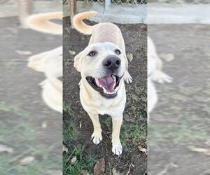 Labrador Retriever Dogs for adoption in Bakersfield, CA, USA