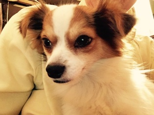 Papillon Dogs for adoption in Waldron, AR, USA