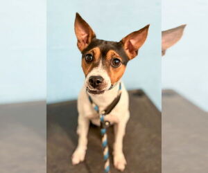 Rat Terrier Dogs for adoption in Lighthouse Point, FL, USA