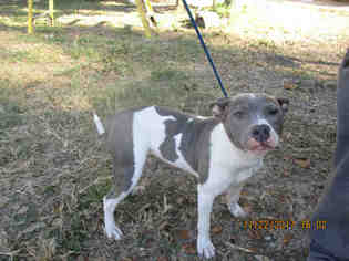 American Staffordshire Terrier Dogs for adoption in Conroe, TX, USA
