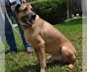 Shepradors Dogs for adoption in Oakland Park, FL, USA