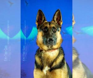 German Shepherd Dog Dogs for adoption in Gretna, NE, USA