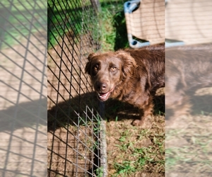 Sheprador Dogs for adoption in Hernando, MS, USA