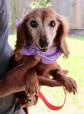 Dachshund Dogs for adoption in Sugar Land, TX, USA
