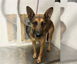 German Shepherd Dog-Unknown Mix Dogs for adoption in San Andreas, CA, USA