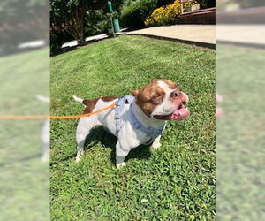 Bulldog-Unknown Mix Dogs for adoption in Raleigh, NC, USA