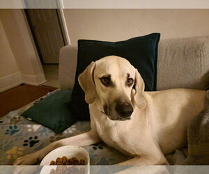 Mutt Dogs for adoption in  Gainesville, FL, USA