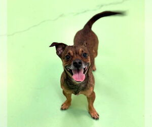 Medium Photo #8 Jack Chi Puppy For Sale in phoenix, AZ, USA