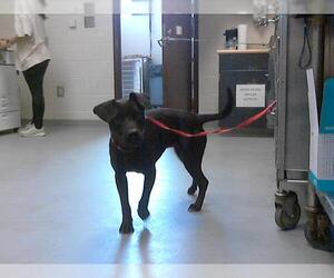 Labrador Retriever-Unknown Mix Dogs for adoption in Fayetteville, NC, USA