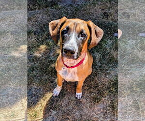 Boxer-Unknown Mix Dogs for adoption in Stanwood, WA, USA