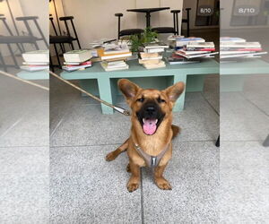 Pembroke Welsh Corgi-Unknown Mix Dogs for adoption in Agoura Hills, CA, USA