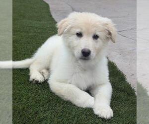 Golden Pyrenees Dogs for adoption in San Diego, CA, USA