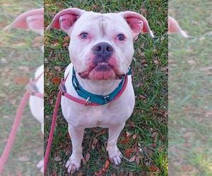 American Pit Bull Terrier-Unknown Mix Dogs for adoption in Fort Lauderdale, FL, USA