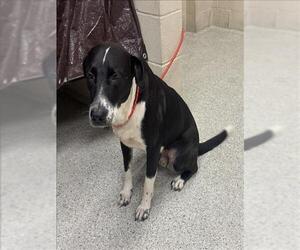 Labrador Retriever-Unknown Mix Dogs for adoption in Conroe, TX, USA