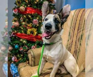 Cardigan Welsh Corgi Dogs for adoption in St Louis, MO, USA