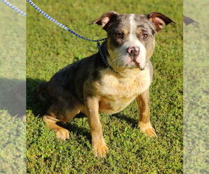 American Pit Bull Terrier-Catahoula Leopard Dog Mix Dogs for adoption in Talladega, AL, USA