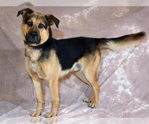 German Shepherd Dog-Unknown Mix Dogs for adoption in West Valley, UT, USA