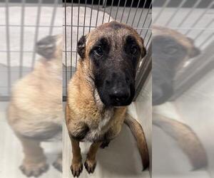 Mutt Dogs for adoption in Bakersfield, CA, USA