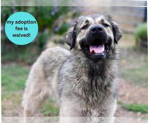 Anatolian Shepherd Dogs for adoption in Santa Cruz, CA, USA