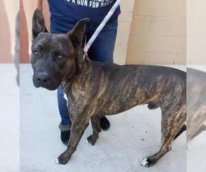 American Pit Bull Terrier-Dutch Shepherd  Mix Dogs for adoption in Seattle, WA, USA