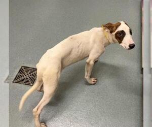 Bull Terrier-Unknown Mix Dogs for adoption in Baytown, TX, USA