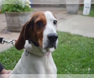 Black and Tan Coonhound Dogs for adoption in Hampton Bays, NY, USA