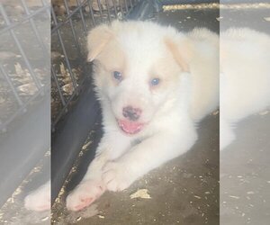 Great Pyrenees-Unknown Mix Dogs for adoption in Waseca, MN, USA