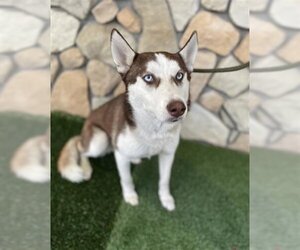 Siberian Husky Dogs for adoption in Sacramento, CA, USA