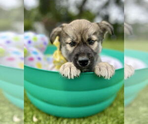 Labrador Retriever-Unknown Mix Dogs for adoption in Royal Palm Beach, FL, USA