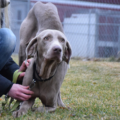 Weimaraner Dogs for adoption in Huntley, IL, USA