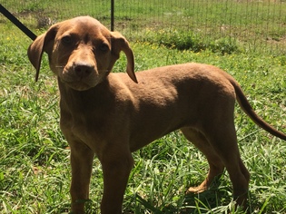 Redbone Coonhound Dogs for adoption in Redfield, AR, USA