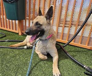 German Shepherd Dog-Unknown Mix Dogs for adoption in Las Vegas, NV, USA