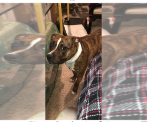 American Staffordshire Terrier-Boxer Mix Dogs for adoption in Brewster, NY, USA
