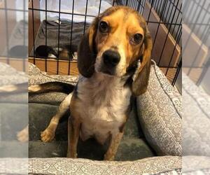 Beagle Dogs for adoption in Little Rock, AR, USA