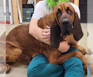 Bloodhound Dogs for adoption in New York, NY, USA