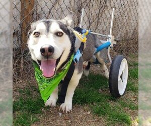 Huskies -Unknown Mix Dogs for adoption in Austin, TX, USA