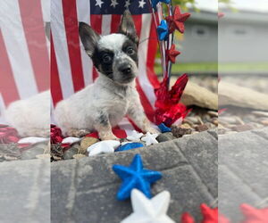 Mutt Dogs for adoption in New London, WI, USA