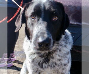 Medium Photo #3 Labrador Retriever-Unknown Mix Puppy For Sale in Canton, CT, USA