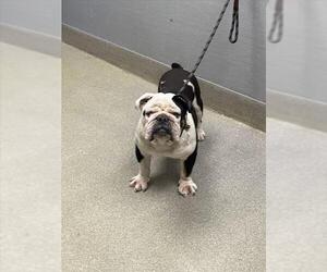 Bulldog-Unknown Mix Dogs for adoption in Las Vegas, NV, USA