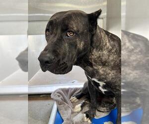 Mastiff-Unknown Mix Dogs for adoption in Downey, CA, USA