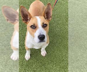 American Pit Bull Terrier-Unknown Mix Dogs for adoption in Fayetteville, NC, USA