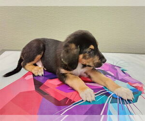 Mutt Dogs for adoption in Oroville, CA, USA