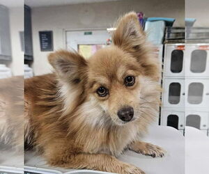 Pomeranian-Unknown Mix Dogs for adoption in El Centro, CA, USA